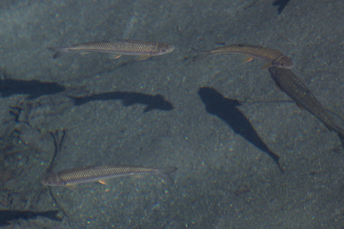 Scaphesthes barbatula