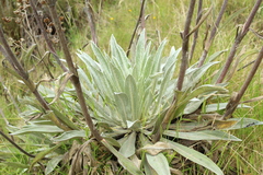 Espeletia tunjana