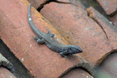 Gallotia galloti galloti