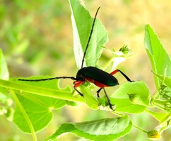 Deltaspis rubriventris