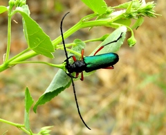 Deltaspis rubriventris