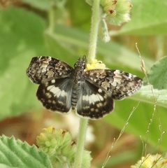 Chiomara georgina georgina