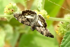 Chiomara georgina georgina