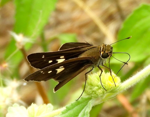 Panoquina lucas