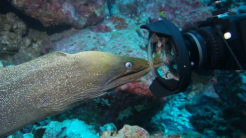 Photo of Green-spotted Moray (Gymnothorax dovii)