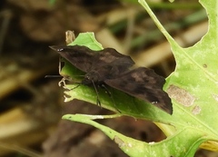 Nisoniades bromias