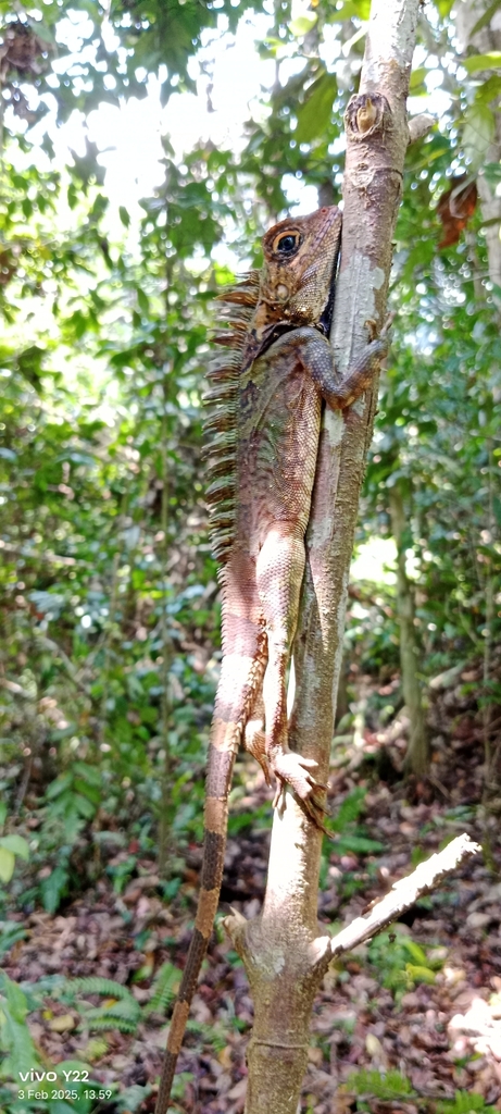 Blue-eyed Anglehead Lizard (Gonocephalus liogaster)