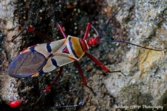 Phonoctonus