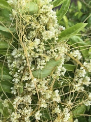 Cuscuta corymbosa