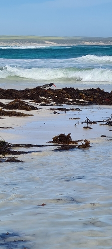 Pied Oystercatcher