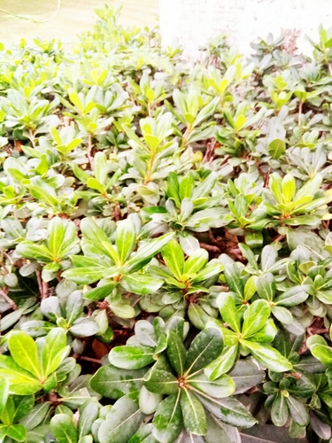 Pittosporum tobira image