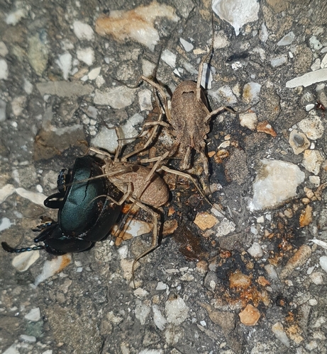 Odiellus spinosus photo 3