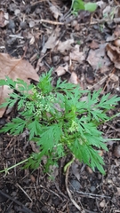 Torilis nodosa