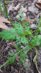 Torilis nodosa