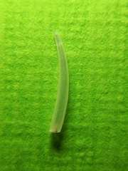 Dischides politus