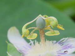 Passiflora tenuifila