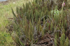 Polystichum orbiculatum image