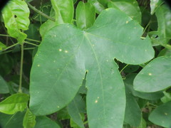 Passiflora tenuifila