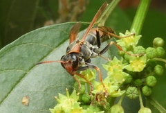 Polistes pacificus