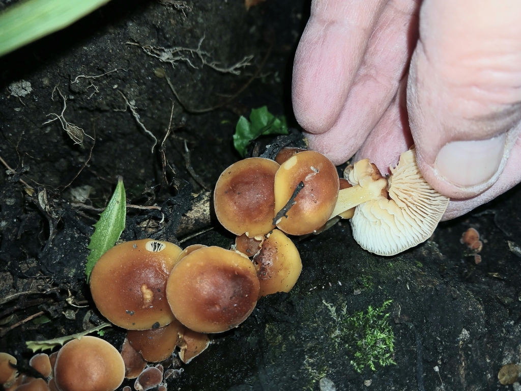 Flammulina velutipes · September 2025 · photo: © ecoman (iNaturalist, cc-by)