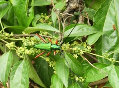 Plinthocoelium chilense