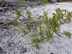 Quercus pumila