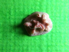 Miniacina miniacea