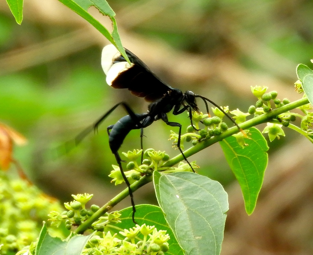 Pepsis terminata