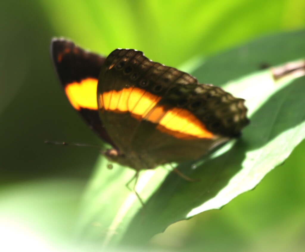 Yoma algina (Yoma algina)