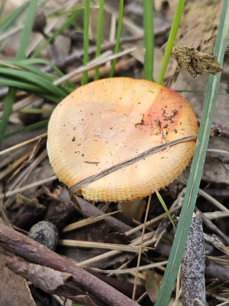 Amanita xanthocephala · September 2025 · photo: © ianrainbow (iNaturalist, cc-by)