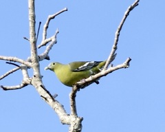 Gray-Cheeked Green Pigeon photo 5