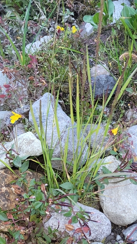 Pacific bentgrass (Agrostis exarata)