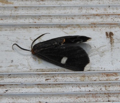 Melanchroia vazquezae