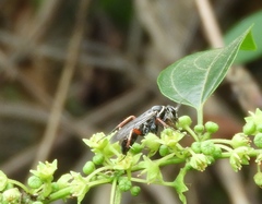 Episyron conterminus