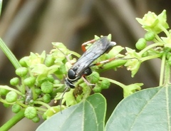 Episyron conterminus