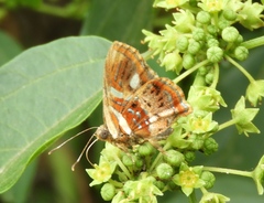 Anteros carausius carausius