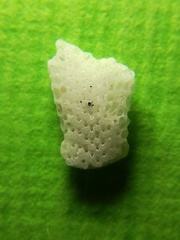 Cryptosula pallasiana