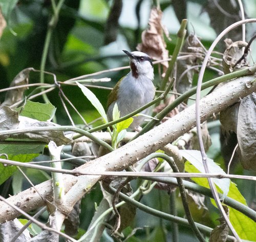 Grey-capped Warbler (Eminia lepida), photo 3