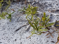 Quercus pumila
