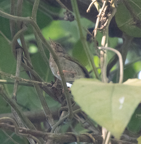 Green Crombec (Sylvietta virens), photo 10