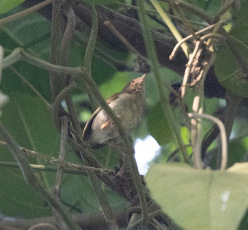 Green Crombec (Sylvietta virens), photo 3