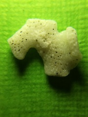 Cryptosula pallasiana