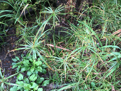 Cyperus meyenianus