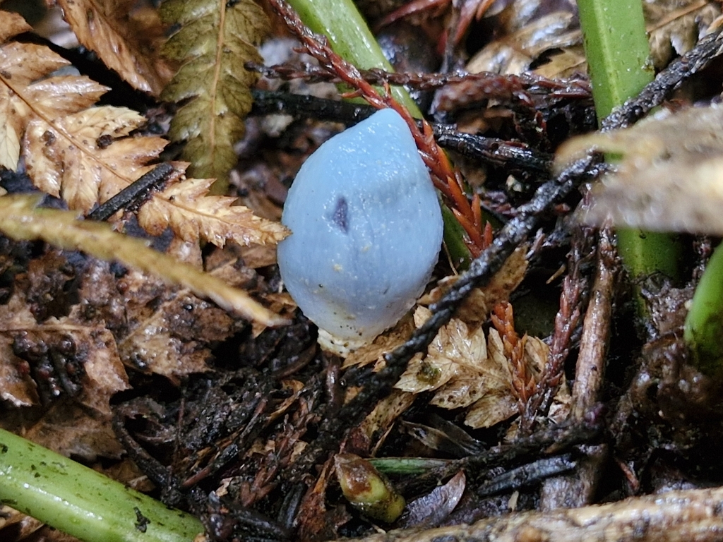 Clavogaster virescens · September 2025 · photo: © rishud (iNaturalist, cc-by)
