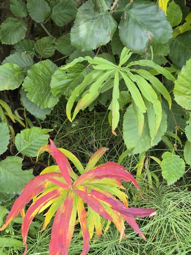 fireweed
