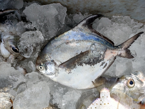 Chinese silver pomfret (Pampus chinensis) — Stromateidae