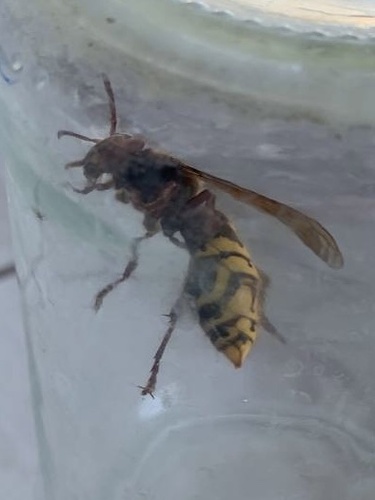 European Hornet