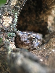 Hyla japonica
