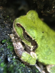 Hyla japonica