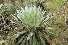 Espeletia tunjana